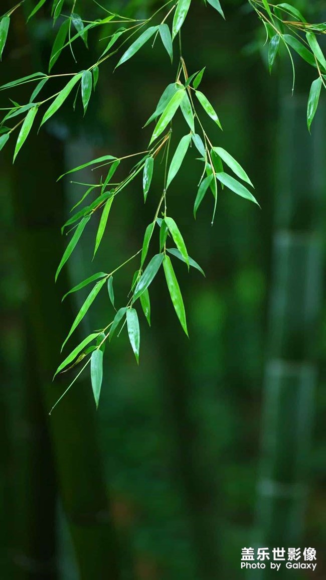 微距