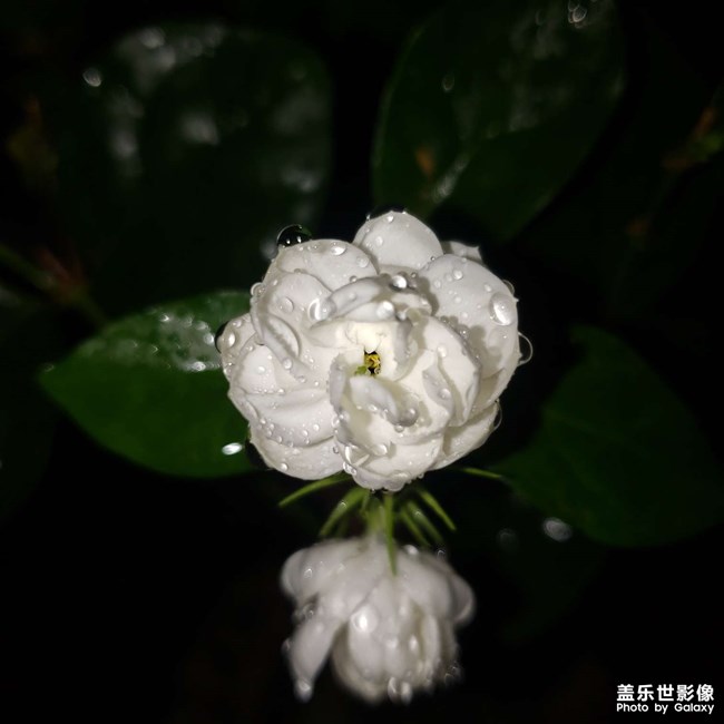 茉莉花