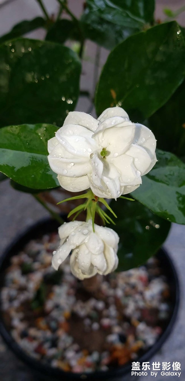 茉莉花
