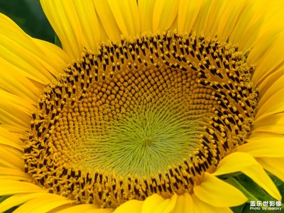 【帶著手機(jī)去旅行】去看向陽(yáng)花海