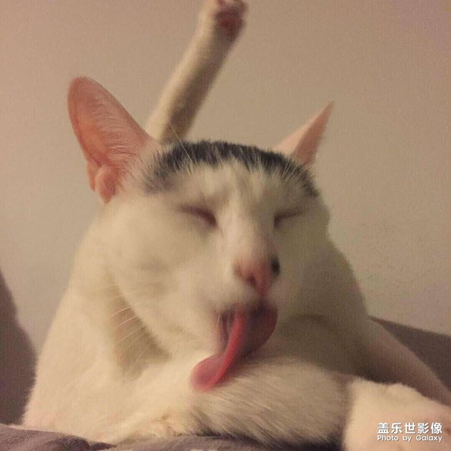 貓圖.舔尾