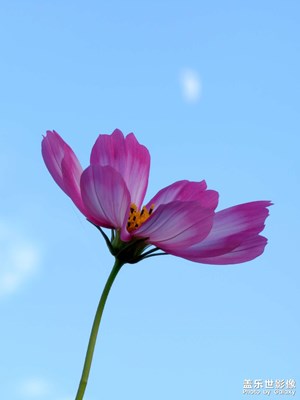 【場景小拍】波斯菊