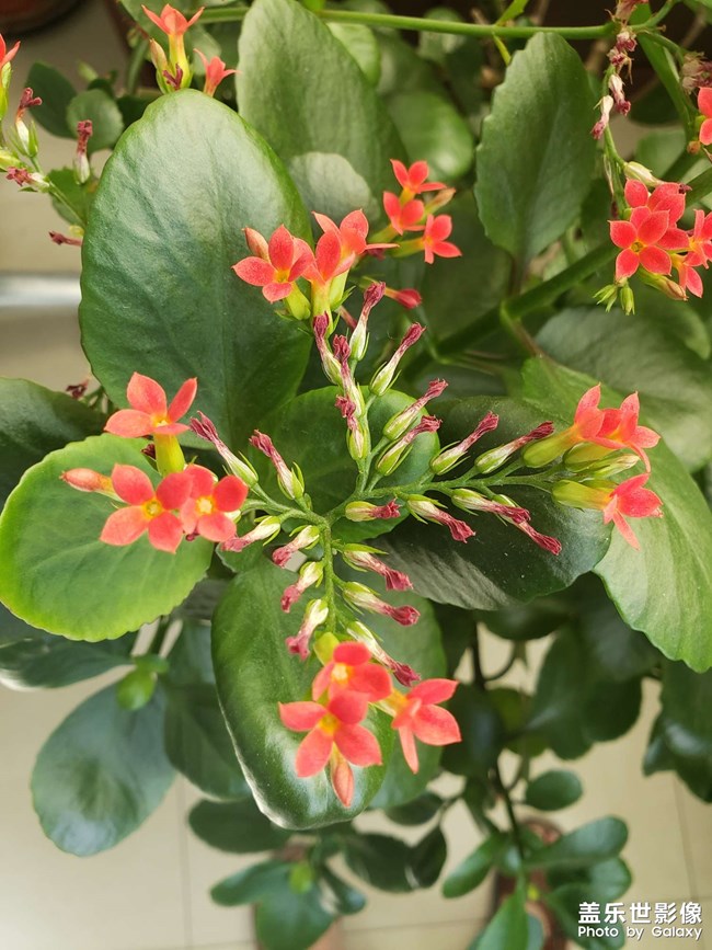 什么花