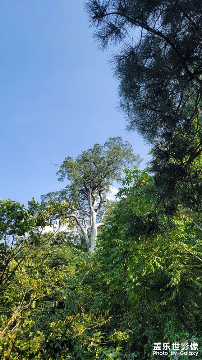 游青華山