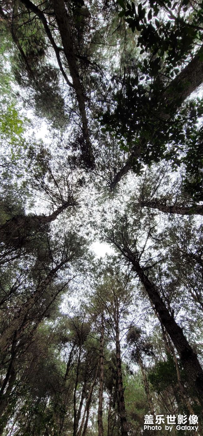 樹林里照一張?zhí)炜? title=