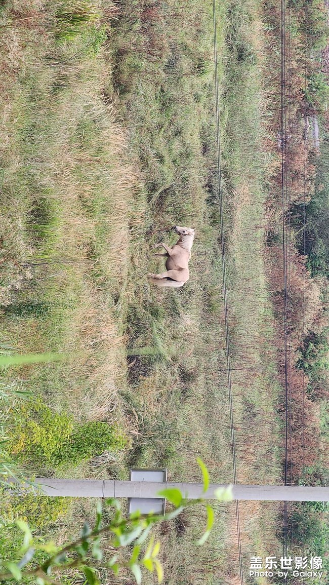 隨手拍個(gè)馬??