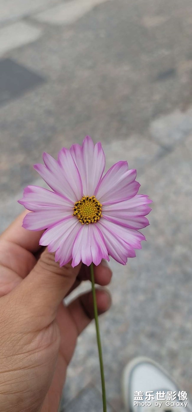 這個(gè)叫格桑花還是秋英？