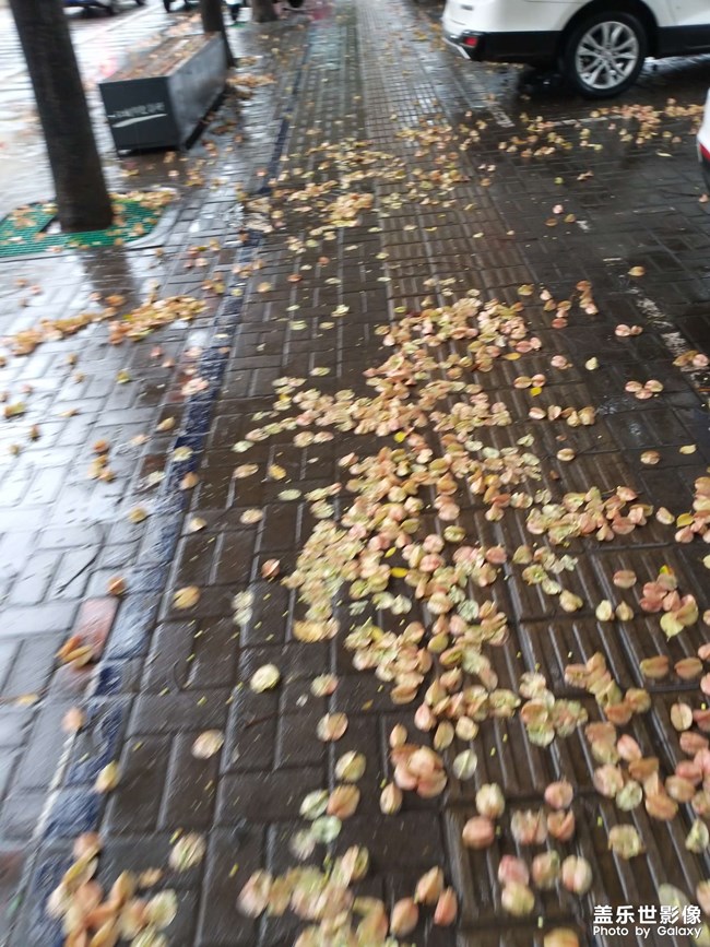 落葉