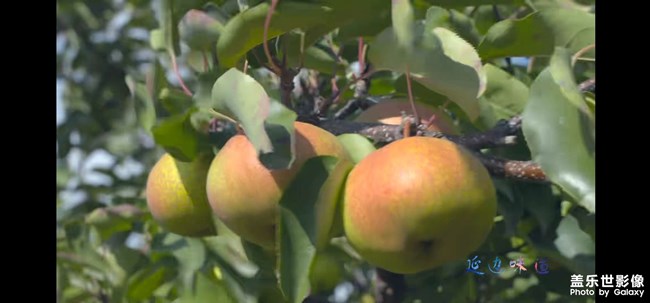 蘋果梨