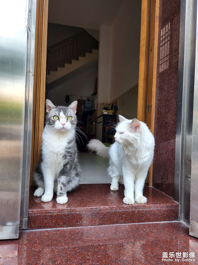 7年之養(yǎng)貓