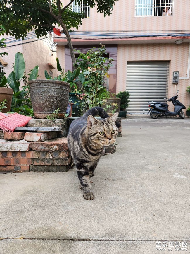 7年之養(yǎng)貓