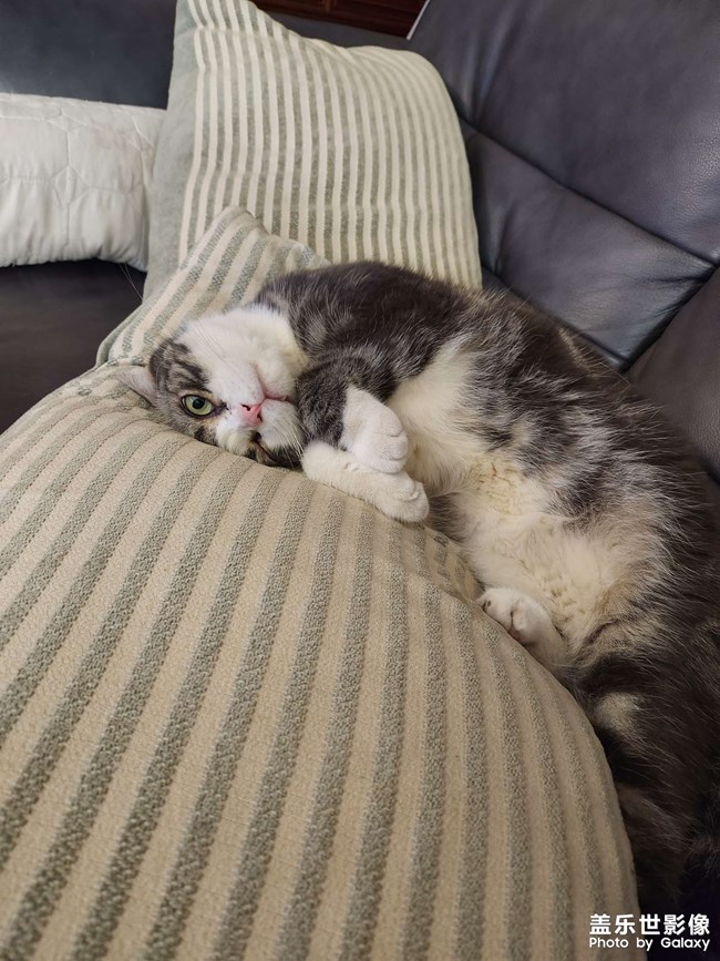 7年之養(yǎng)貓