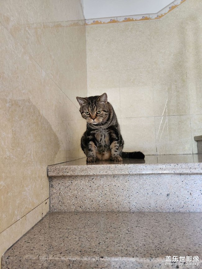 7年之養(yǎng)貓