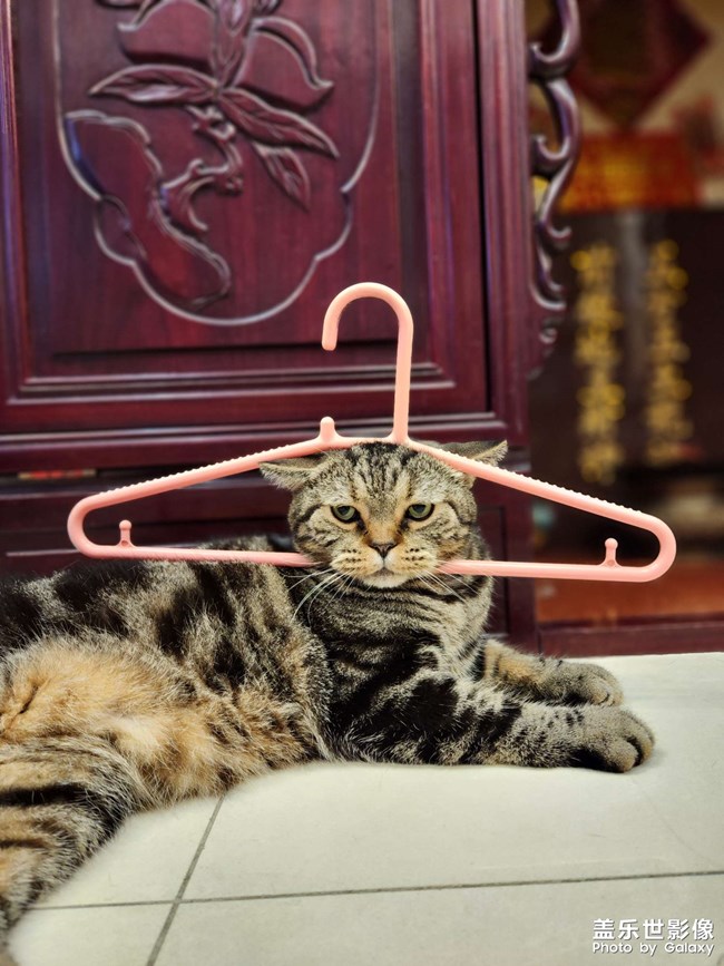 7年之養(yǎng)貓