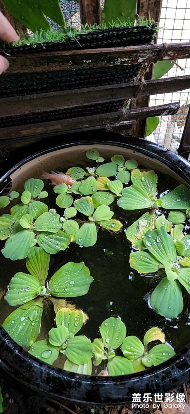 水晶焰