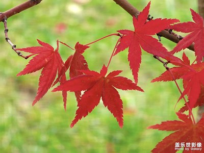 【深秋印象】楓葉紅