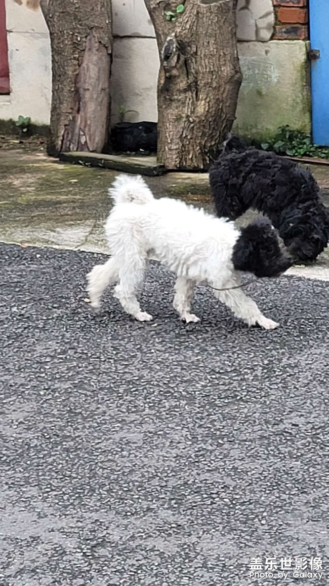 黑頭白身狗，看起來搞笑啊