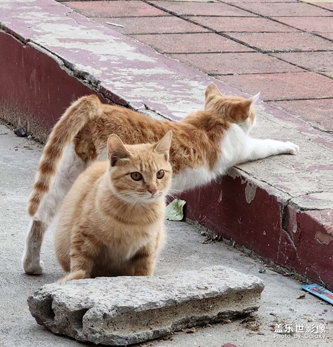 我們學(xué)校的貓貓??
