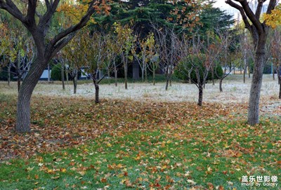 【秋去冬來】秋霜