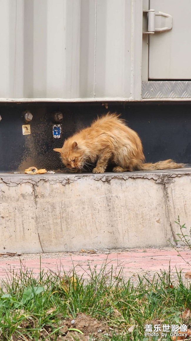 公司的小貓老了??有點可憐