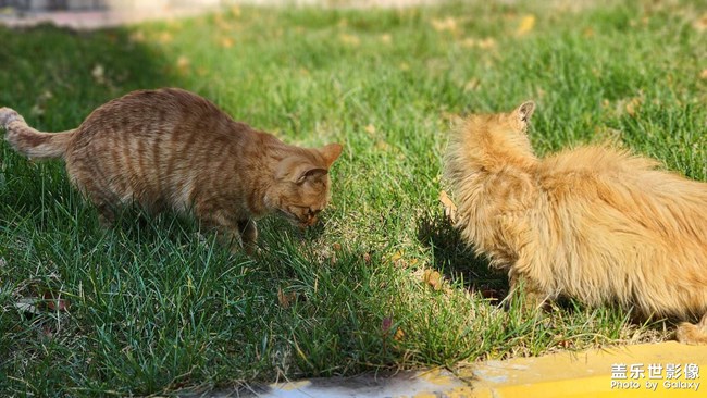 天氣超好，繼續(xù)喂喵~