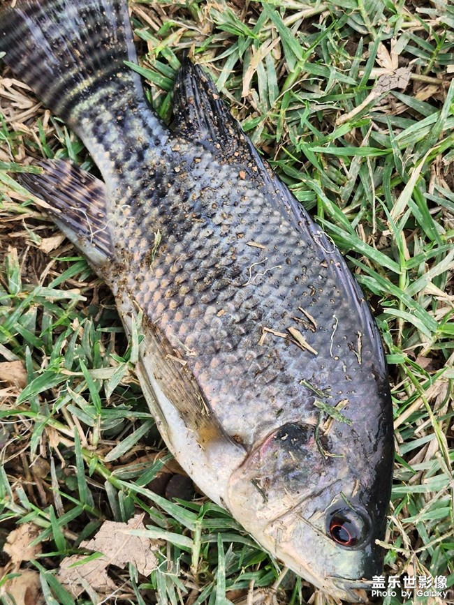 三星在中國(guó)沒市場(chǎng)真的怪不得別人