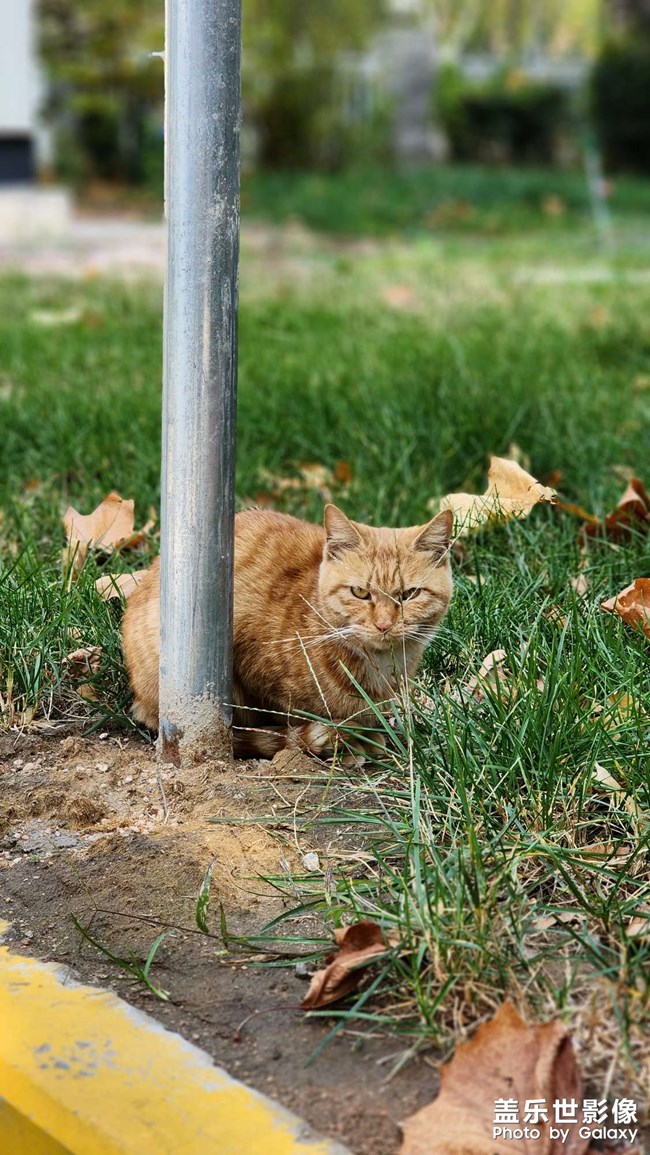 昨天中午吃飯晚，回去他們已經(jīng)不在路上了，今天多發(fā)幾張
