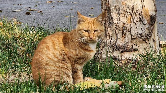 昨天中午吃飯晚，回去他們已經(jīng)不在路上了，今天多發(fā)幾張