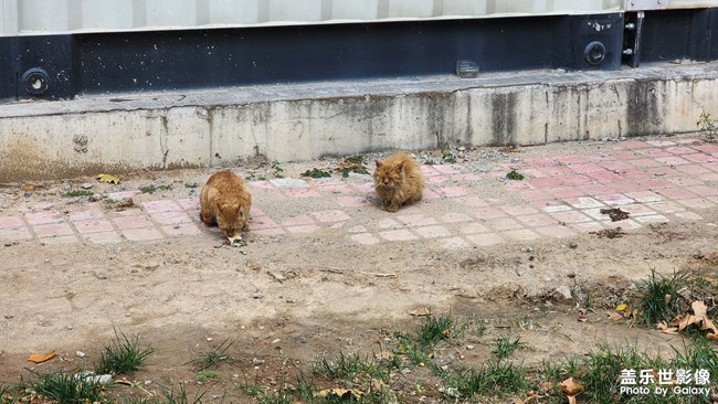 昨天中午吃飯晚，回去他們已經(jīng)不在路上了，今天多發(fā)幾張
