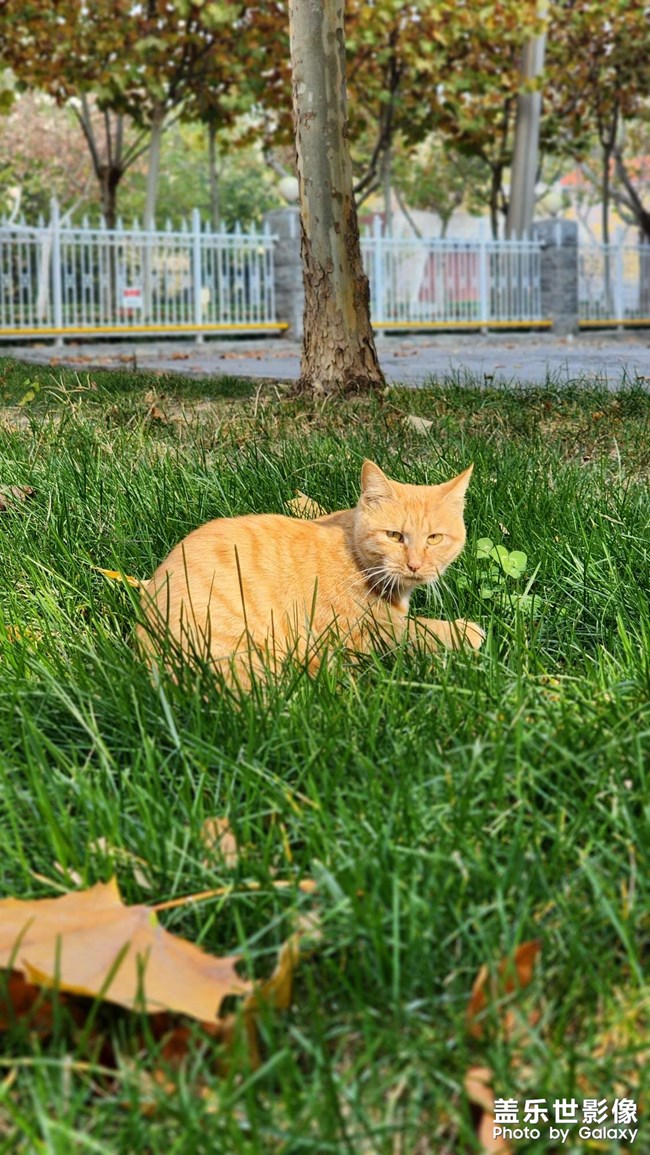 昨天中午吃飯晚，回去他們已經(jīng)不在路上了，今天多發(fā)幾張