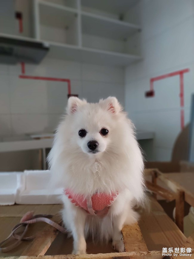 世界名狗??克勞馥?元寶。