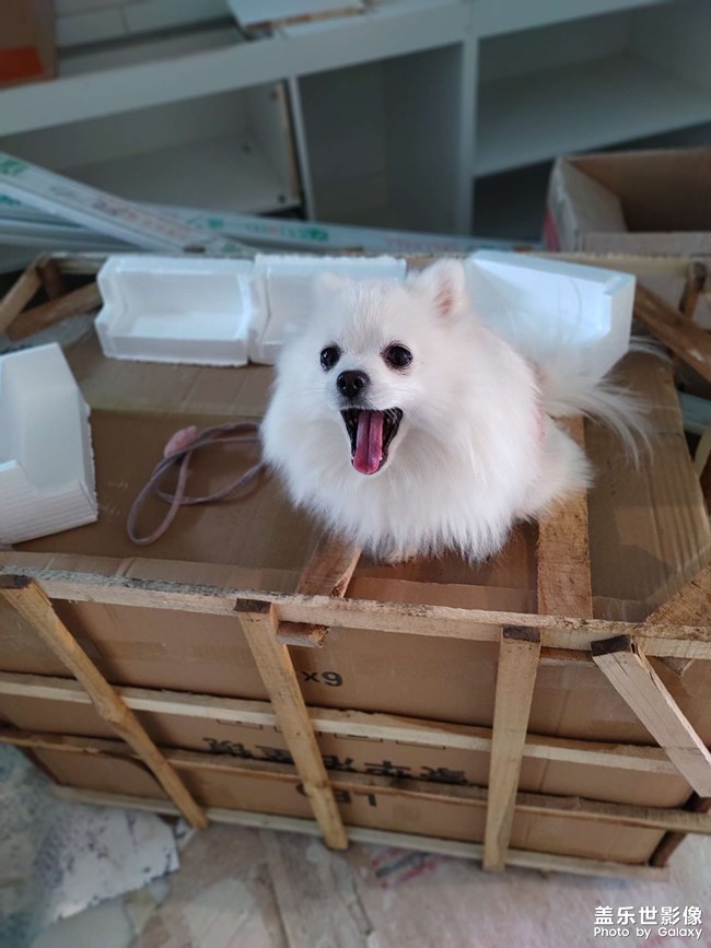 世界名狗??克勞馥?元寶。