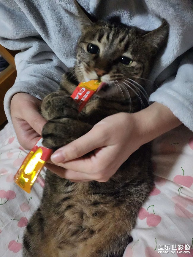 認(rèn)真吃飯的仔
