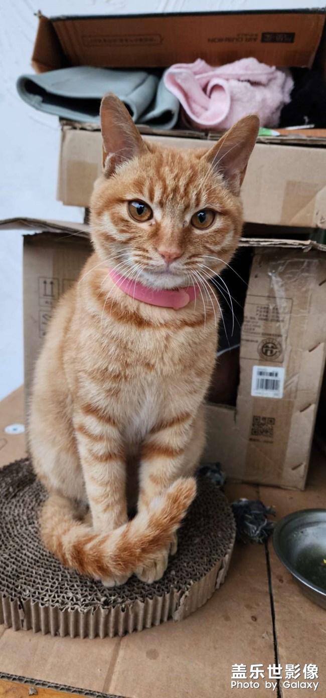 貓狗雙全 幸福相伴