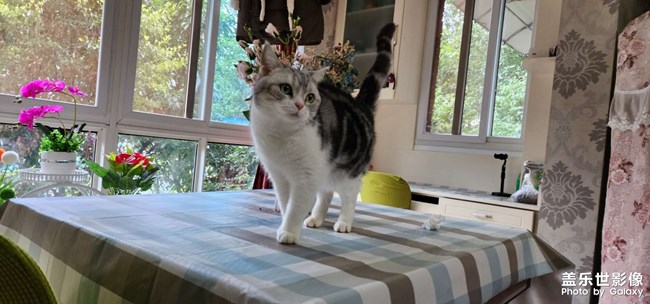 貓狗雙全 幸福相伴