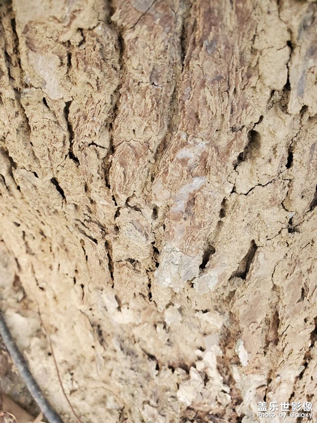 猜猜看，這棵樹怎么了？