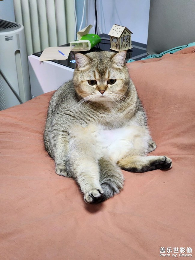 貓咪