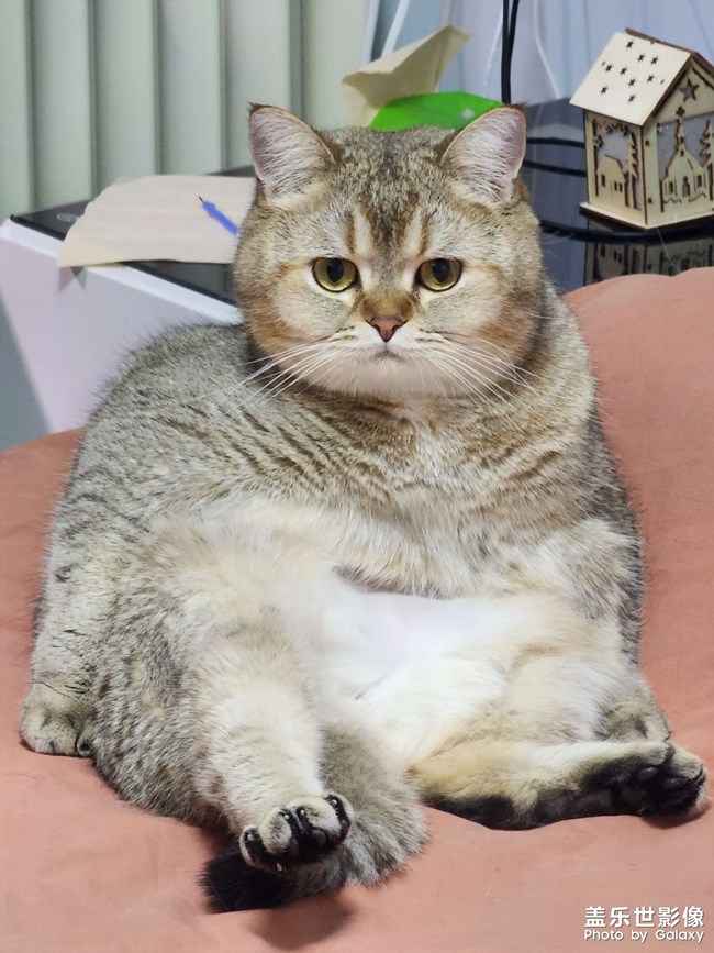 貓咪