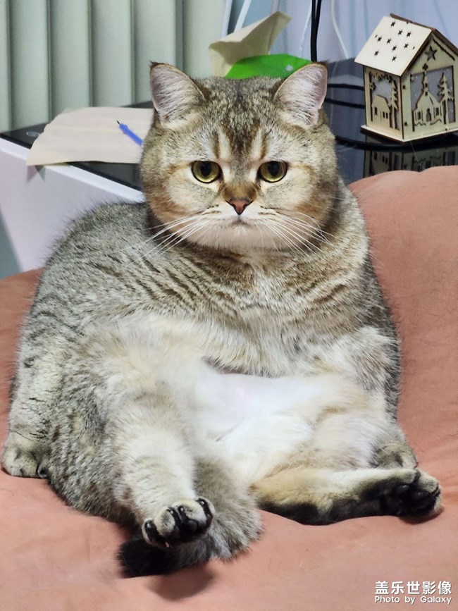 貓咪