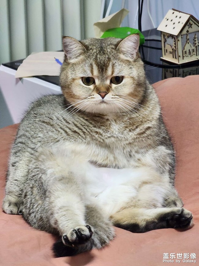 貓咪