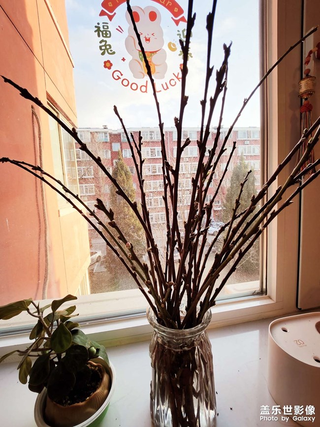 桃花開桃花運(yùn)來