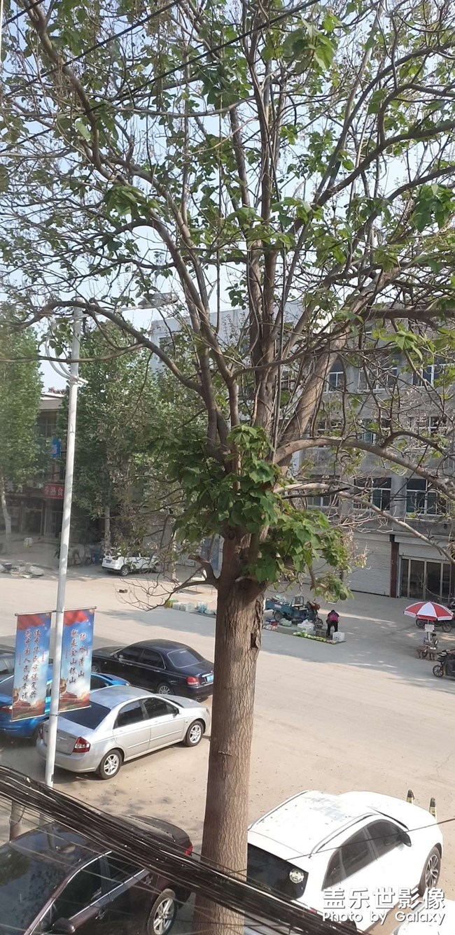 門前梧桐樹