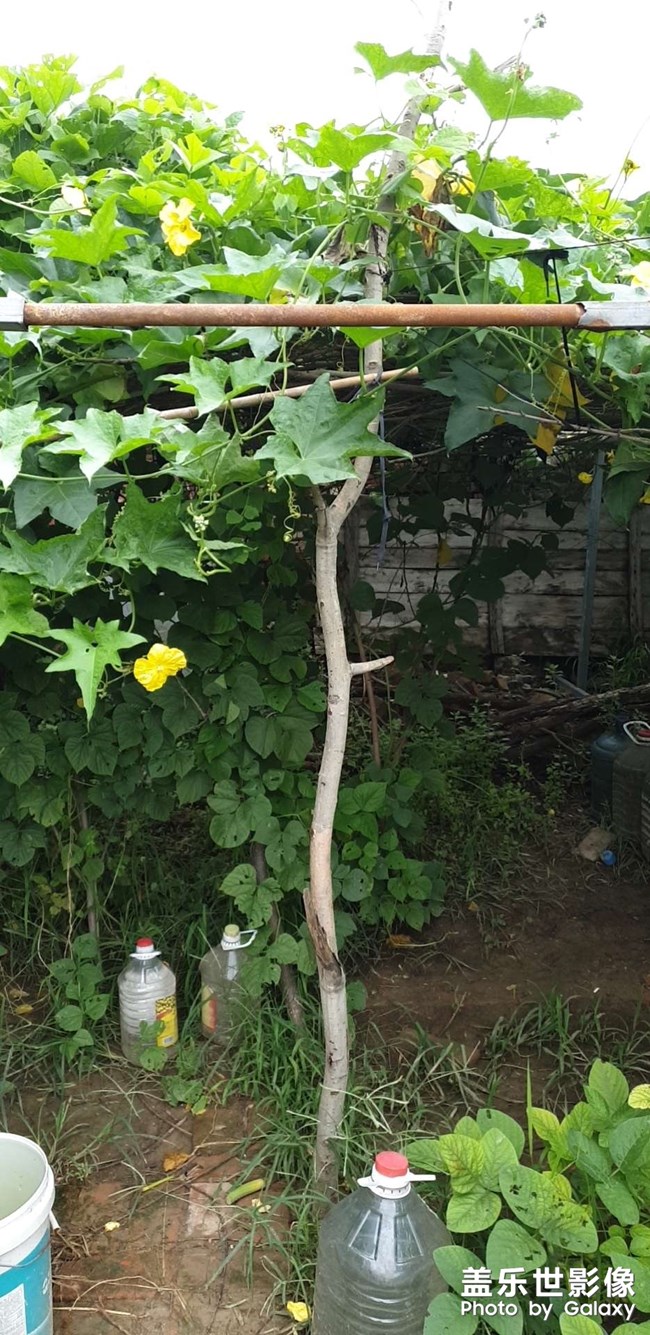 房后的小菜園