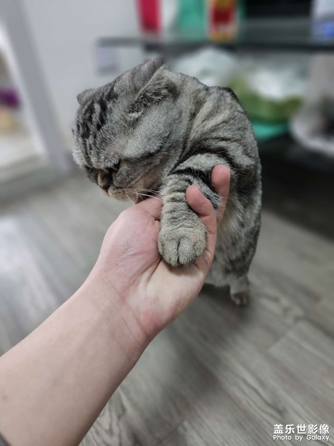 我家的貓兒