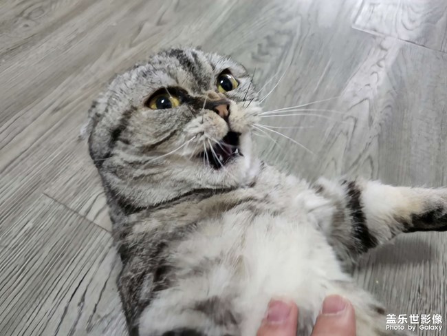 我家的貓兒