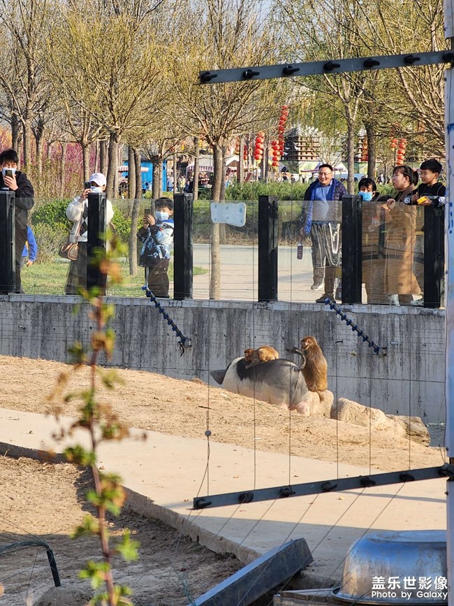 衡水動(dòng)物園游玩