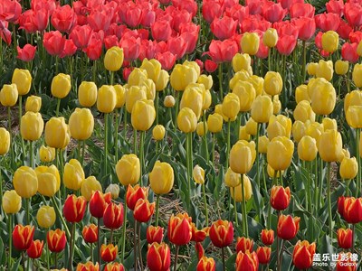 美麗的郁金香