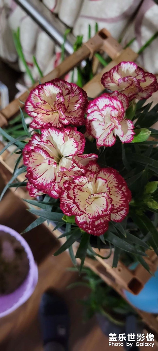 小小的長(zhǎng)壽花