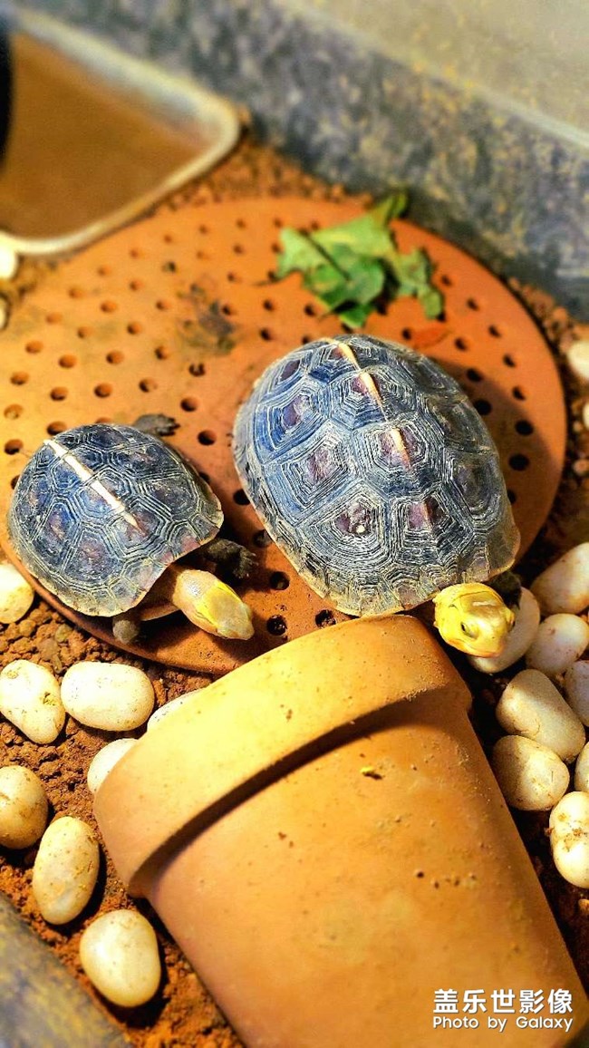 最近照顧的小動物有點多啊～