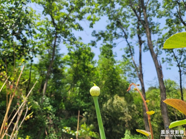 蔥花